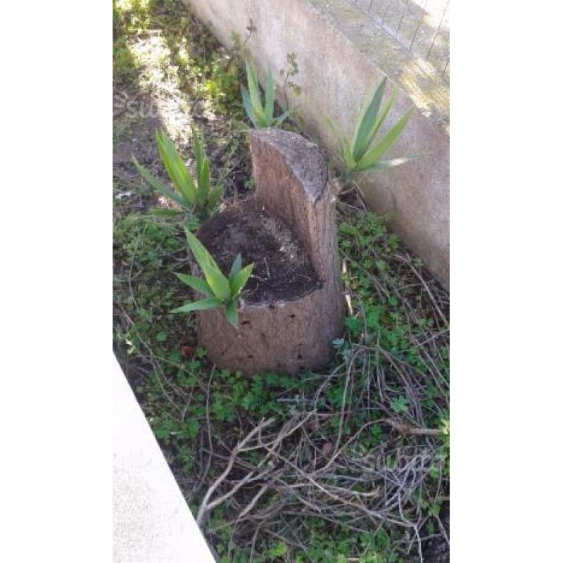 Raro tronco di ulivo con pianta di palma