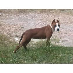 American staffordshire terrier