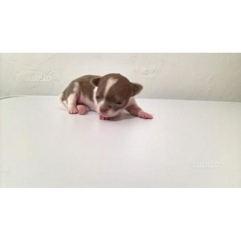 Chihuahua pelo corto e lungo piccoli