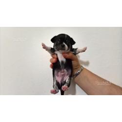 Chihuahua pelo corto e lungo piccoli